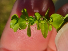 Micranthemum umbrosum