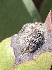 Exobasidium vaccinii