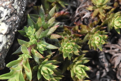 Saxifraga