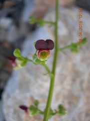 Scrophularia lucida