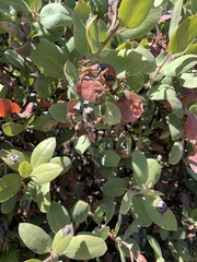 Exobasidium vaccinii