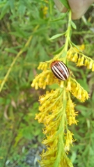 Leptinotarsa juncta