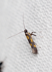 Euspilapteryx auroguttella