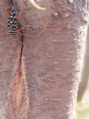 Placosternus erythropus