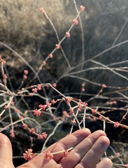 Eriogonum gracile