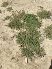 Euphorbia humistrata