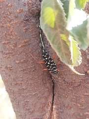 Placosternus erythropus