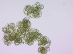 Dolichospermum