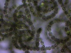 Dolichospermum