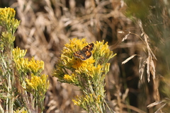 Phyciodes pulchella