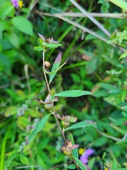 Ludwigia alternifolia