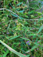 Ludwigia alternifolia