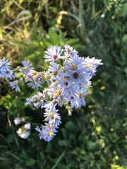 Symphyotrichum oolentangiense