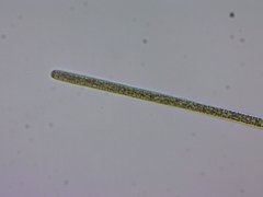Planktothrix