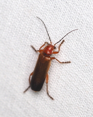 Ancistronycha erichsonii