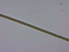 Planktothrix
