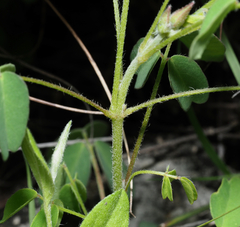 Oxalis frutescens