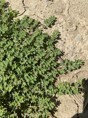 Euphorbia humistrata