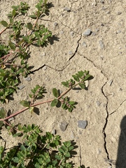 Euphorbia humistrata