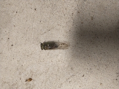Neotibicen pruinosus