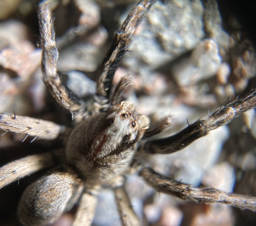 Geolycosa pikei photo 5