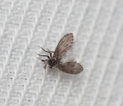Psychodinae