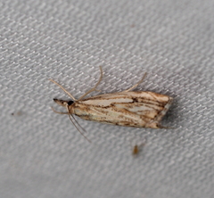Catoptria falsella