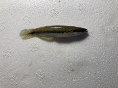 Fundulus olivaceus