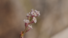 Boerhavia wrightii