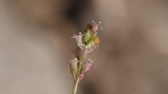 Boerhavia wrightii