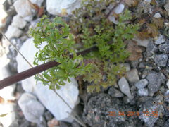 Scrophularia lucida