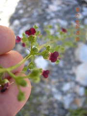 Scrophularia lucida