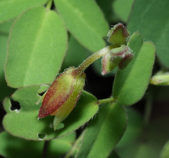 Oxalis frutescens