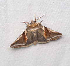 Habrosyne pyritoides