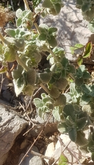 Marrubieae
