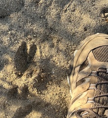 Odocoileus hemionus californicus