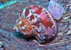 Turbo petholatus
