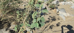 Horsfordia newberryi