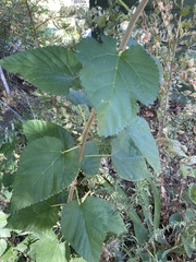 Moraceae