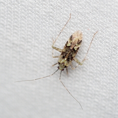 Phytocoris tiliae