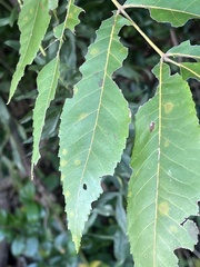 Juglans major