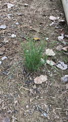 Allium vineale