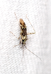 Phytocoris tiliae