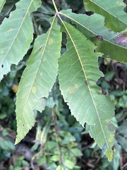 Juglans major
