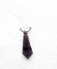 Mystacides azureus