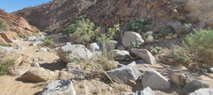 Horsfordia newberryi