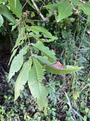 Juglans major