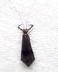 Mystacides azureus