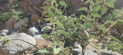 Horsfordia newberryi