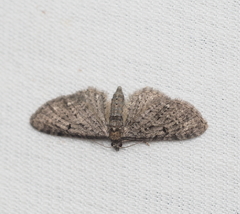 Eupithecia virgaureata